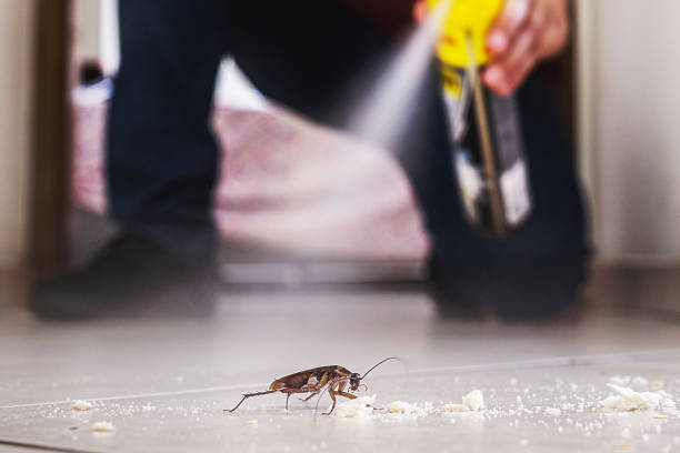 Best Wasp Removal Services  in Tavares, FL